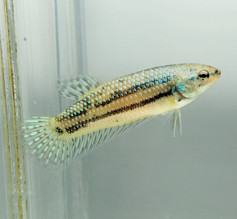 Green Alien Betta Fish GA-1470
