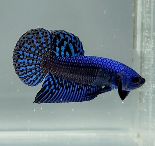 Blue Alien Betta Fish BA-1474