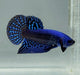 Blue Alien Betta Fish BA-1474