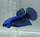 Blue Alien Betta Fish BA-1475