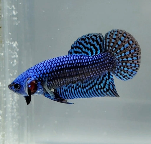 Blue Alien Betta Fish BA-1476