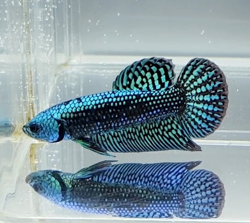 Blue Alien Betta Fish BA-1477
