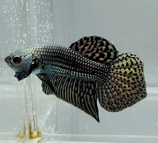 Copper Alien Betta Fish CA-1478