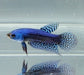 Blue Alien Betta Fish BA-1479