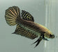Copper Alien Betta Fish Male  CA-1484