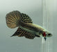 Copper Alien Betta Fish Male  CA-1485