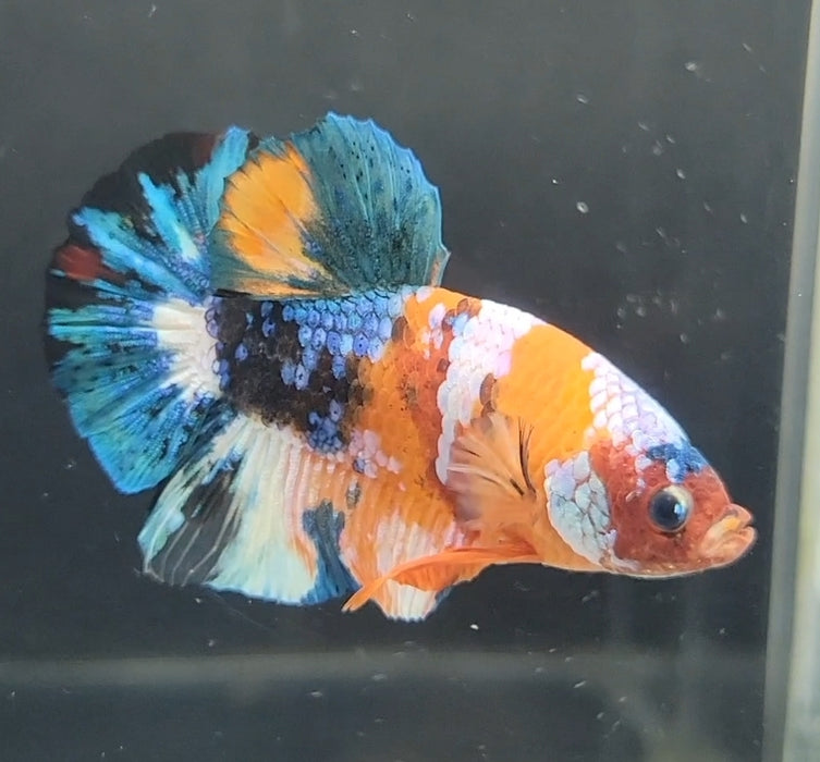 Galaxy Koi Betta Fish Male GK-1608