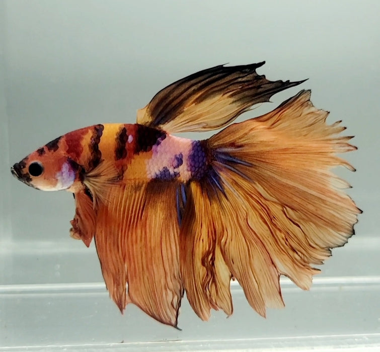 Multicolor Halfmoon Male Betta Fish HM-1113