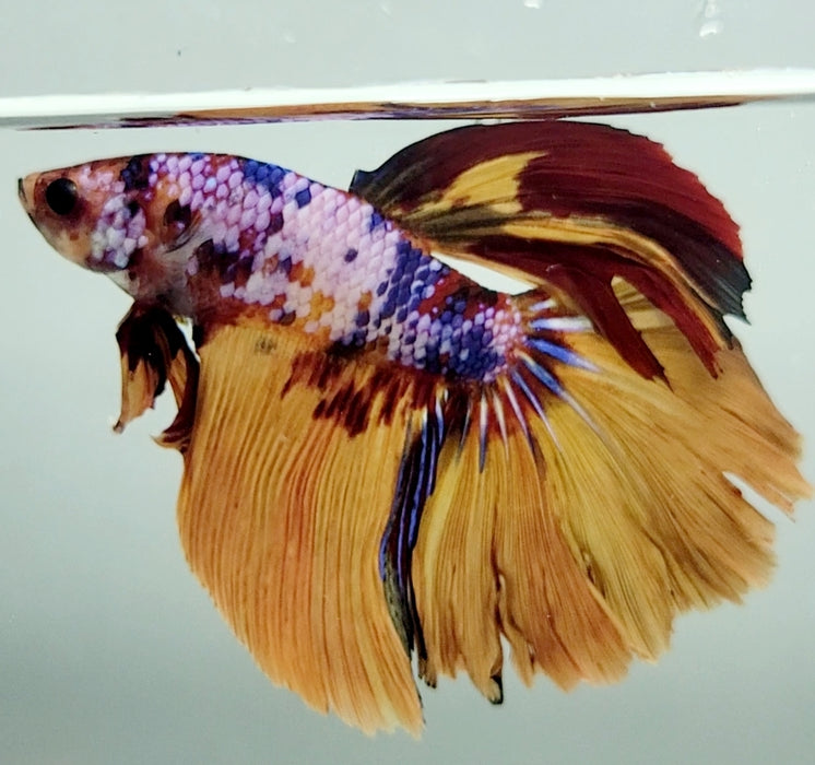Multicolor Halfmoon Male Betta Fish HM-1120