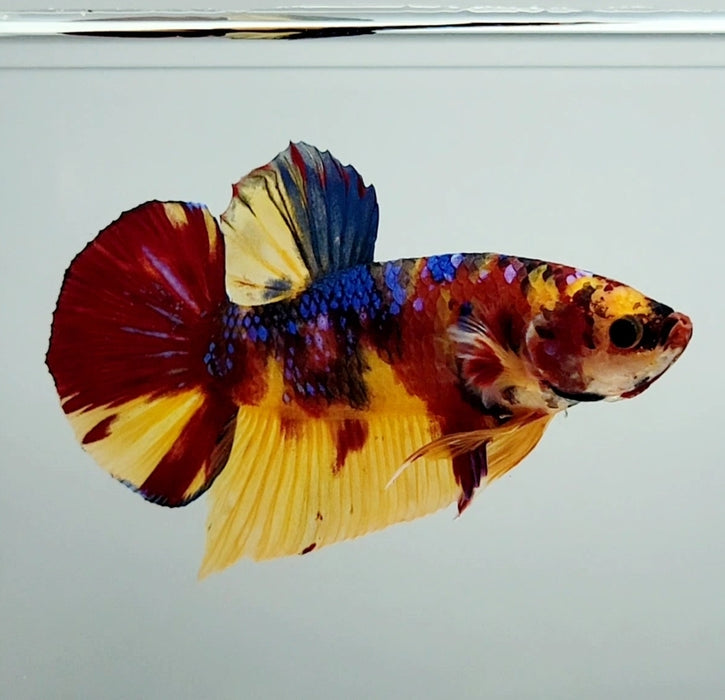 Giant Candy Galaxy Koi Male Betta Fish GB-1121