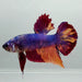 Giant Galaxy Koi Male Betta Fish GB-1123