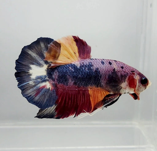 Giant Galaxy Koi Male Betta Fish GB-1124