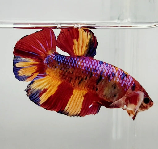 Giant Galaxy Koi Male Betta Fish GB-1125