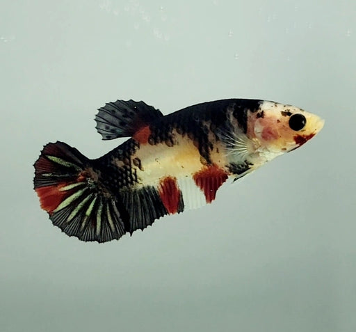 Red Copper Koi Female Betta Fish RC-1126
