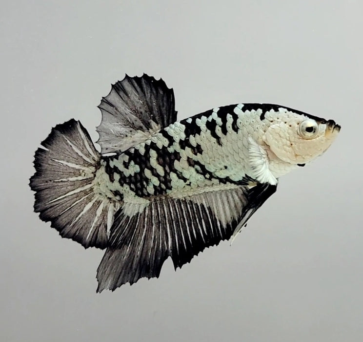 Snow Mamba Male Betta Fish SM-1128