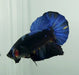 Avatar Gordon Male Betta Fish AV-1130