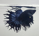 Black Double Ray Crowntail Male Betta Fish CT-1135