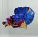 Galaxy Koi Male Betta Fish GK-1134