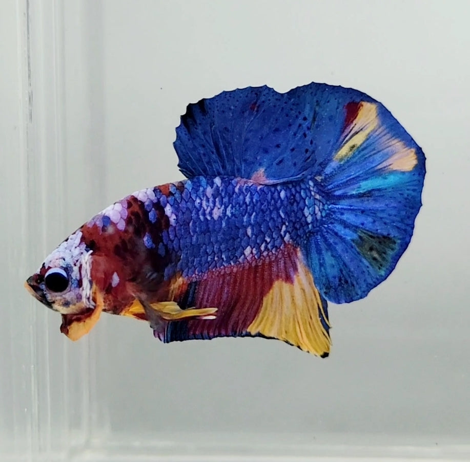 Galaxy Koi Male Betta Fish GK1134 — JV Betta