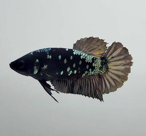 Black Star Avatar Female Betta Fish AV-1133