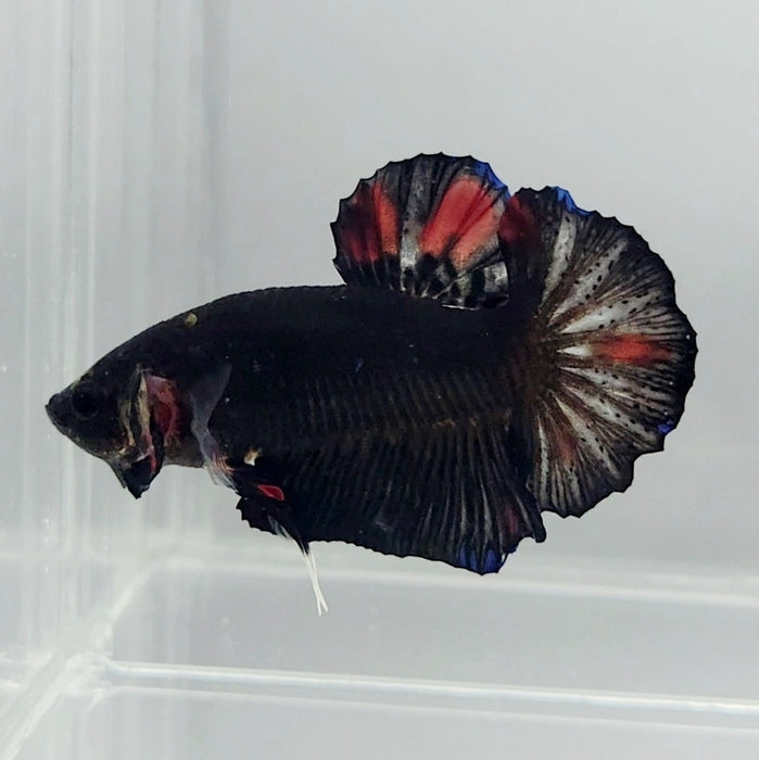 Black AOC Betta Fish AV-1132