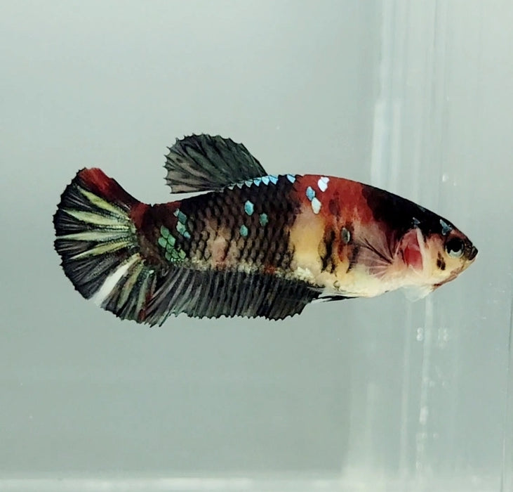 Red Copper Koi Female Betta Fish RC-1131