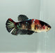 Red Copper Koi Female Betta Fish RC-1131