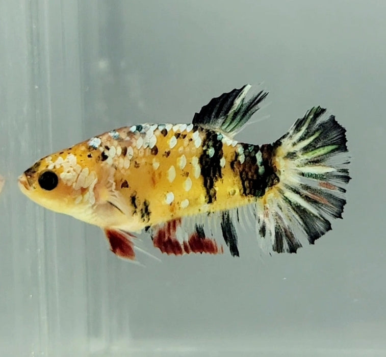 Ghost Copper Koi Female Betta Fish CK-1136