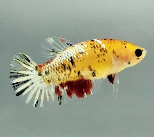 Ghost Copper Koi Female Betta Fish CK-1137
