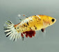 Ghost Copper Koi Female Betta Fish CK-1137