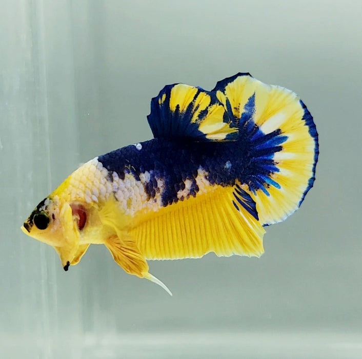 Yellow Fancy Male Betta Fish YF-1139