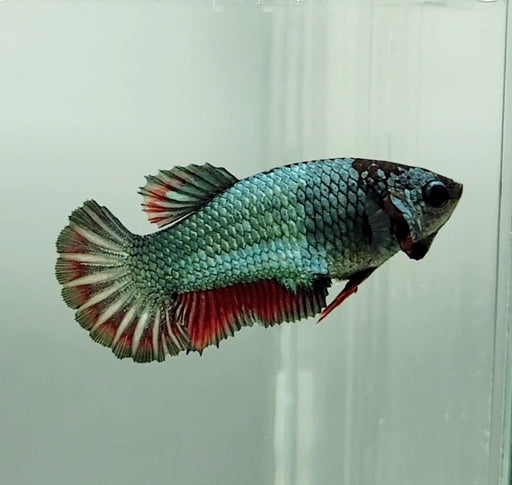 Avatar Copper Red Female Betta Fish AV-1140