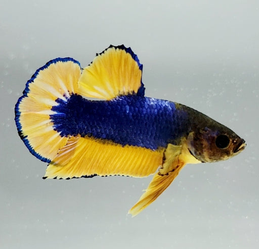 Fancy Yellow Male Betta Fish YF-1142