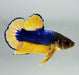 Fancy Yellow Male Betta Fish YF-1142