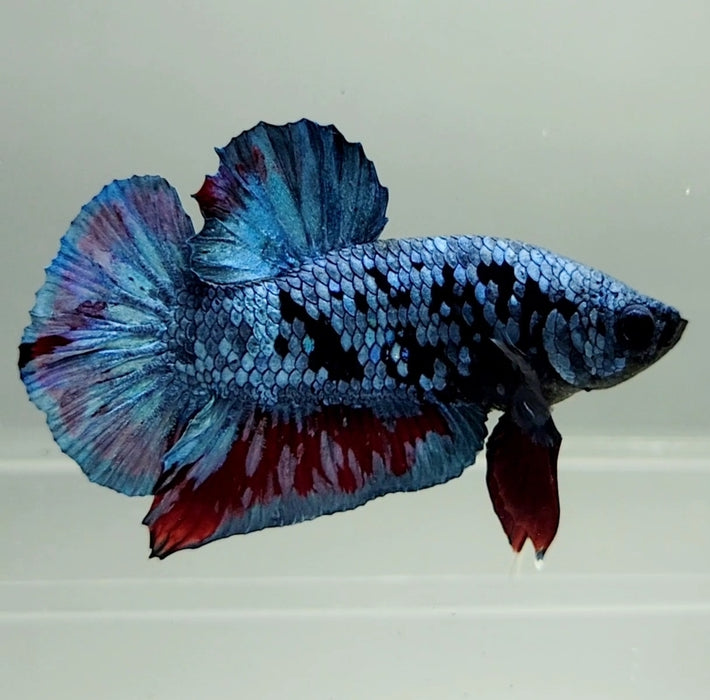 Avatar Gordon Male Betta Fish AV-1145