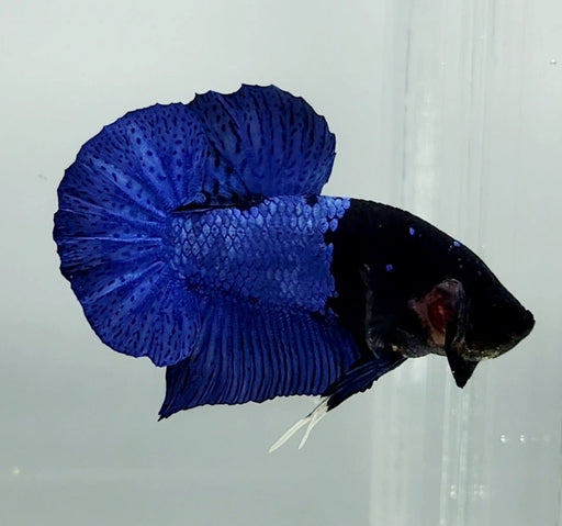 Avatar Gordon Male Betta Fish AV-1146