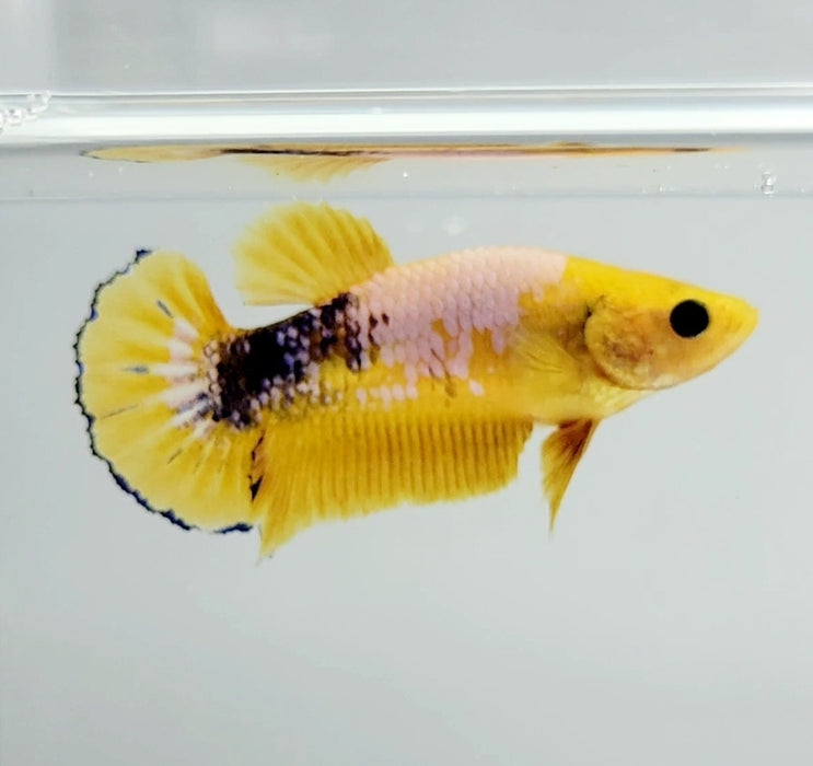 Yellow Fancy Female Betta Fish YF-1147