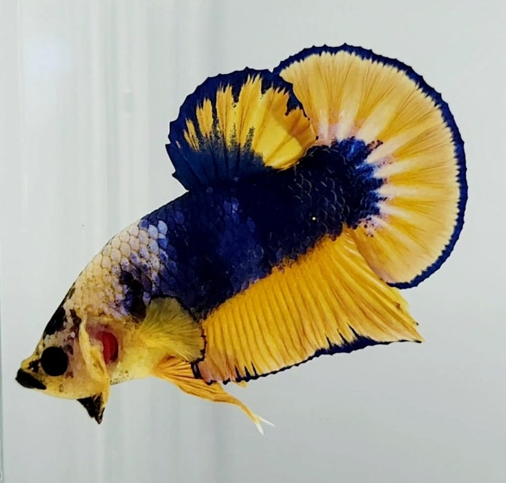 Yellow Fancy Male Betta Fish YF-1148
