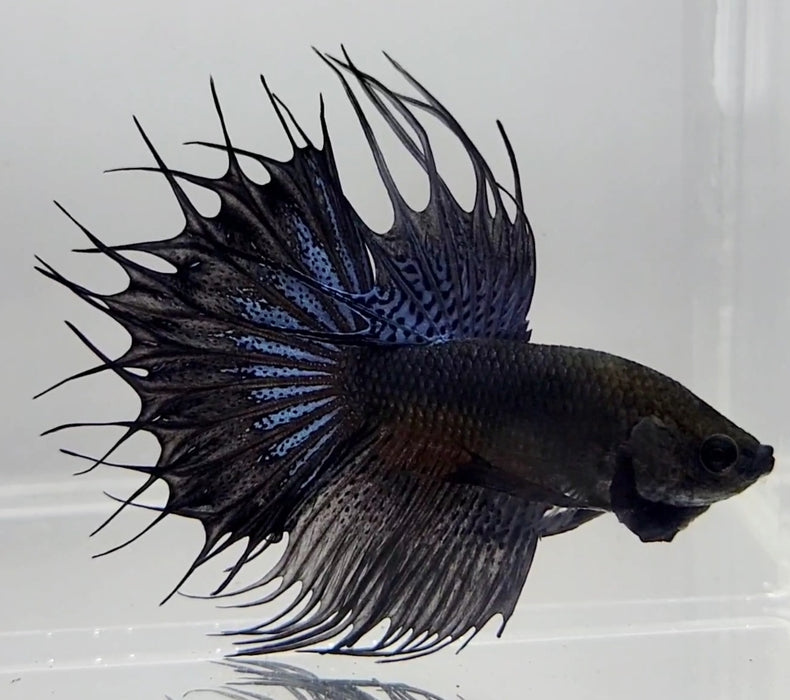 Double Ray Crowntail Male Betta Fish CT-1150