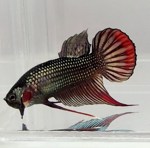 Wild Imbellis Copper Male Betta Fish WB-1151