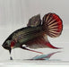 Wild Imbellis Copper Male Betta Fish WB-1151