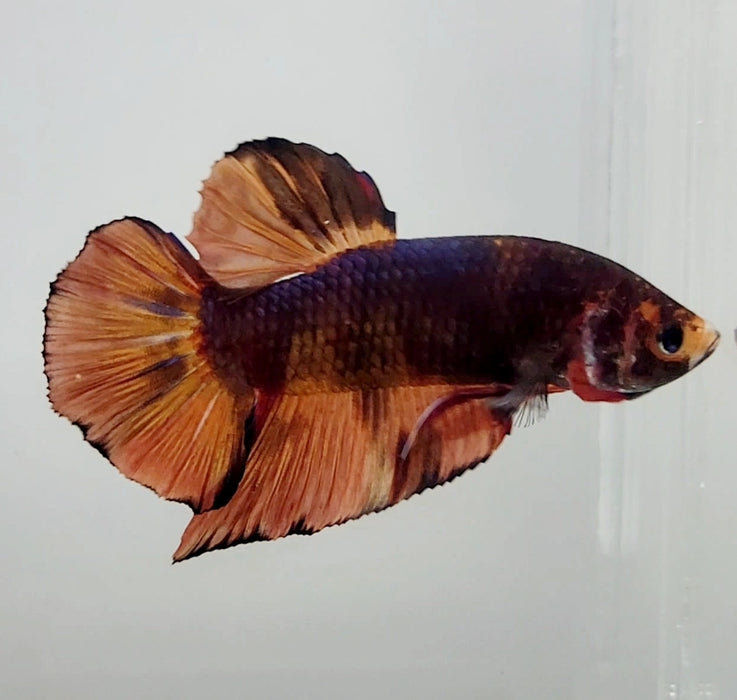 Giant Koi Male Betta Fish GB-1152