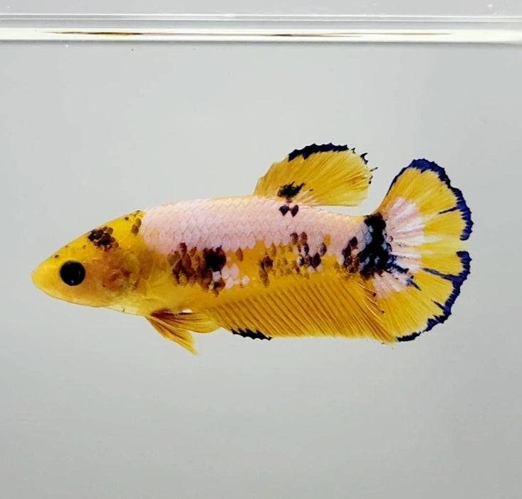 Yellow Fancy Female Betta Fish YF-1153