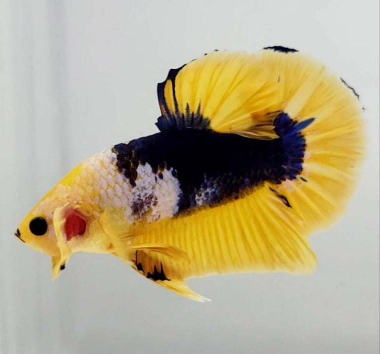 Yellow Fancy Male Betta Fish YF-1154