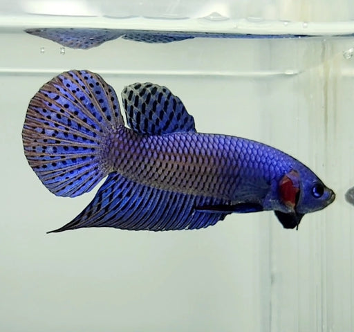 Blue Alien Male Betta Fish BA-1154