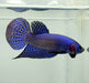 Blue Alien Male Betta Fish BA-1154