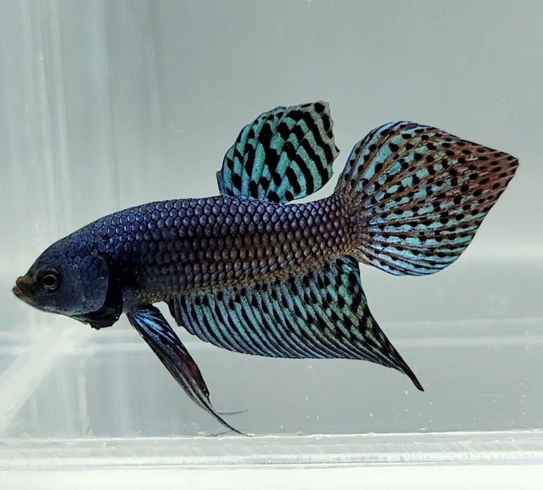 Blue Alien Male Betta Fish BA-1155