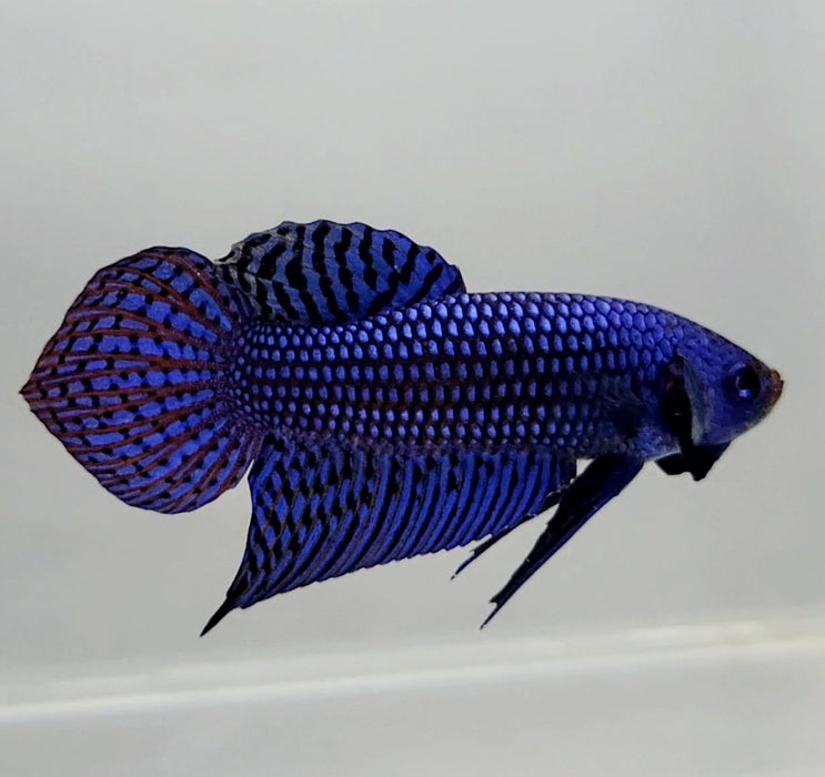 Blue Alien Male Betta Fish BA-1157