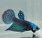 Blue Alien Male Betta Fish BA-1159