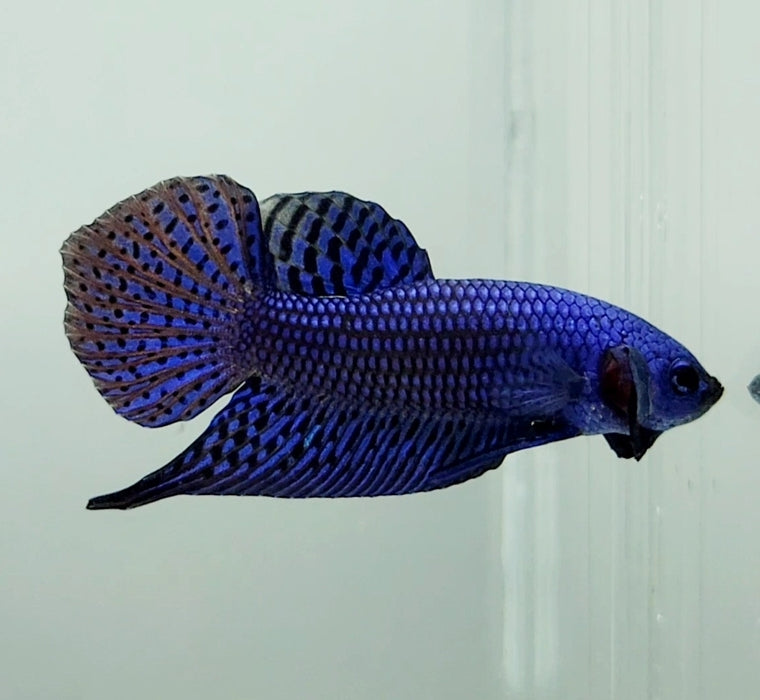 Blue Alien Male Betta Fish BA-1160